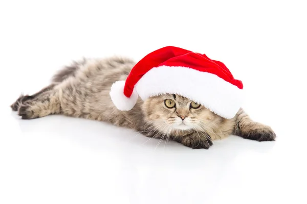 Kotě v čepici Santa Claus vánoční červené na bílém pozadí — Stock fotografie