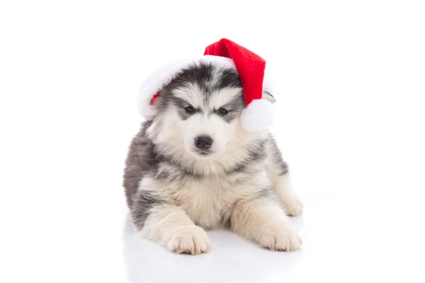 Sibiřský husky štěně v Santa Claus vánočními red hat na bílém pozadí — Stock fotografie