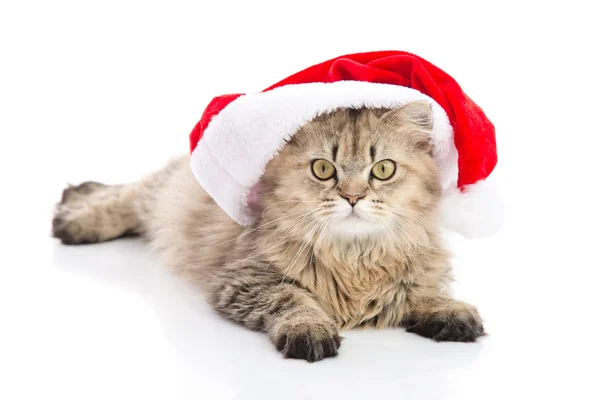 Kattunge i Santa Claus xmas röd hatt på vit bakgrund — Stockfoto