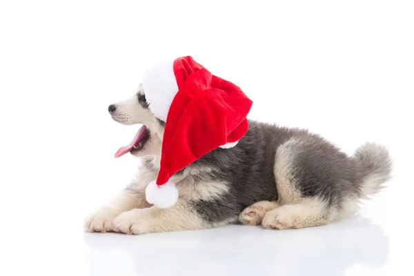 Siberian husky szczeniaka w Boże Narodzenie Santa Claus czerwony kapelusz na białym tle — Zdjęcie stockowe