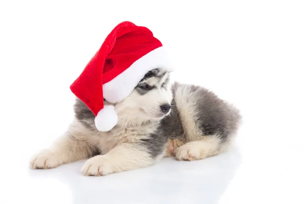 Sibiřský husky štěně v Santa Claus vánočními red hat na bílém pozadí — Stock fotografie