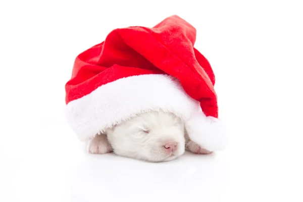 Siberian husky szczeniaka w Boże Narodzenie Santa Claus czerwony kapelusz na białym tle — Zdjęcie stockowe