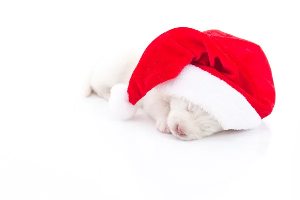 Siberian husky valp i Santa Claus xmas röd hatt på vit bakgrunds — Stockfoto