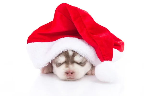 Sibirya husky yavrusu üzerinde beyaz backgr Noel Baba Noel kırmızı şapkalı — Stok fotoğraf