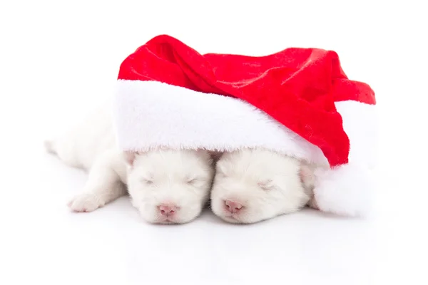Sibiřský husky štěně v Santa Claus vánočními red hat na bílém pozadí — Stock fotografie