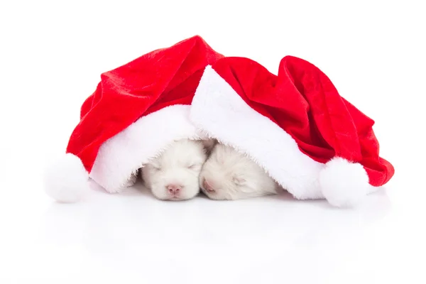 Sibiřský husky štěně v Santa Claus vánočními red hat na bílém pozadí — Stock fotografie