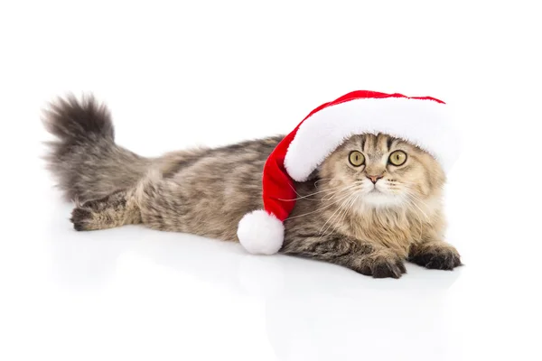 Beyaz arka plan üzerinde Noel Baba Noel kırmızı şapkalı kedi yavrusu — Stok fotoğraf