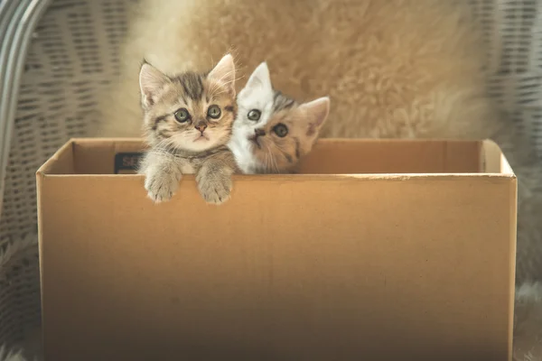 Симпатичные котята в коробке — стоковое фото