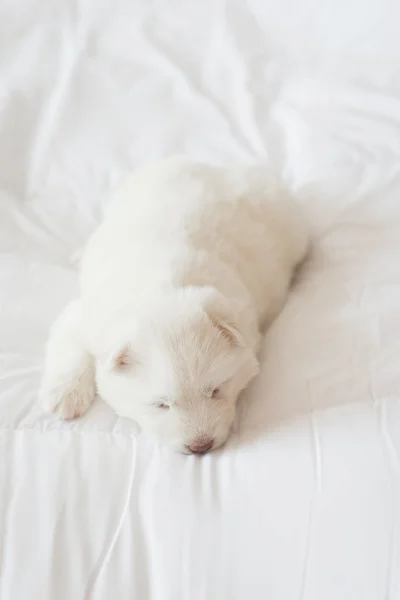 Sibirischer Husky-Welpe schläft auf weißem Bett — Stockfoto