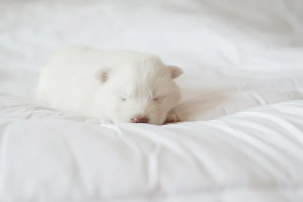 Σιβηρίας μεγαλόσωμος κουτάβι ύπνο στο κρεβάτι λευκό — Φωτογραφία Αρχείου
