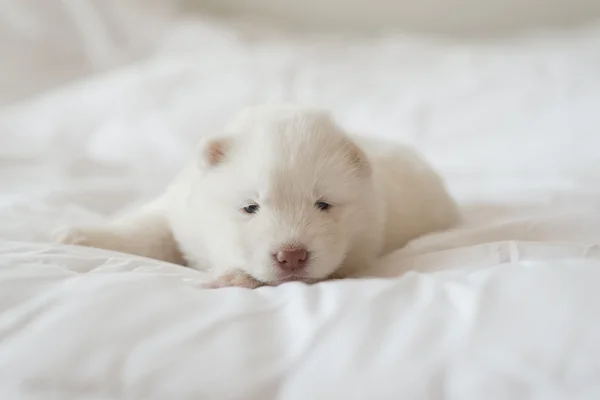 Cachorro husky siberiano dormindo na cama branca — Fotografia de Stock