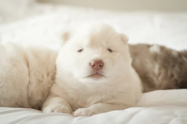 Cachorro husky siberiano dormindo na cama branca — Fotografia de Stock
