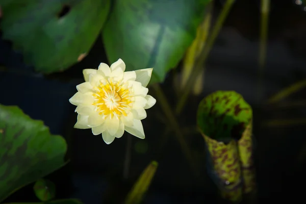 Lotus v hliněném hrnci — Stock fotografie