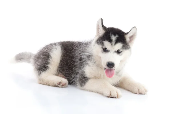 白い背景の上に横たわるシベリアン ・ ハスキー子犬 — ストック写真