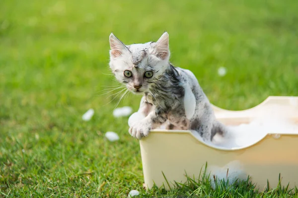 Gatito tomando un baño en el jardín — Foto de Stock