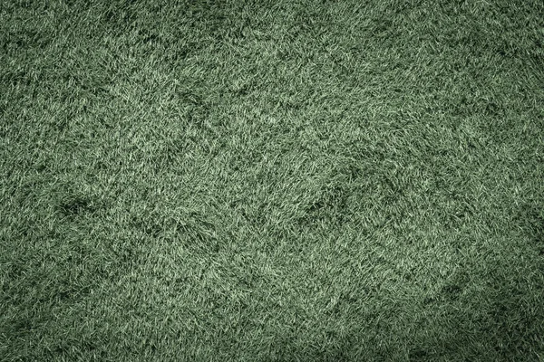 Зеленая трава на пастбище — стоковое фото