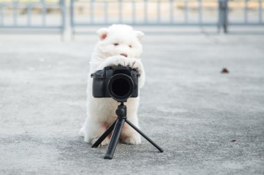 Sibirya husky yavrusu fotoğraf çekme