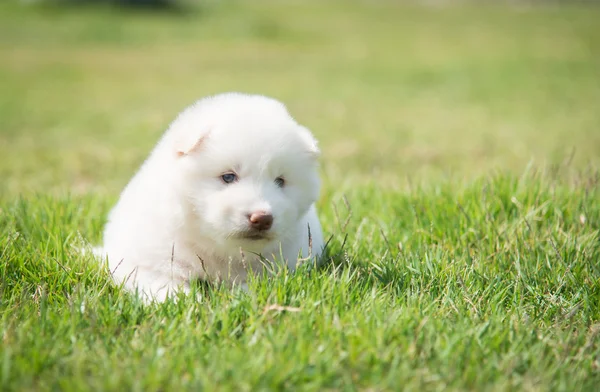 Siberiano husky cachorro mintiendo y mirando en verde hierba —  Fotos de Stock