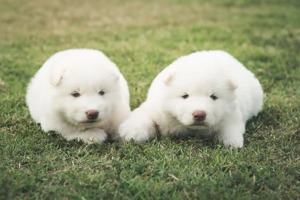 Сибирские щенки хаски целуются на зеленой траве — стоковое фото