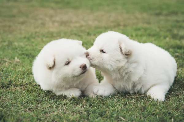 Сибирские щенки хаски целуются на зеленой траве — стоковое фото