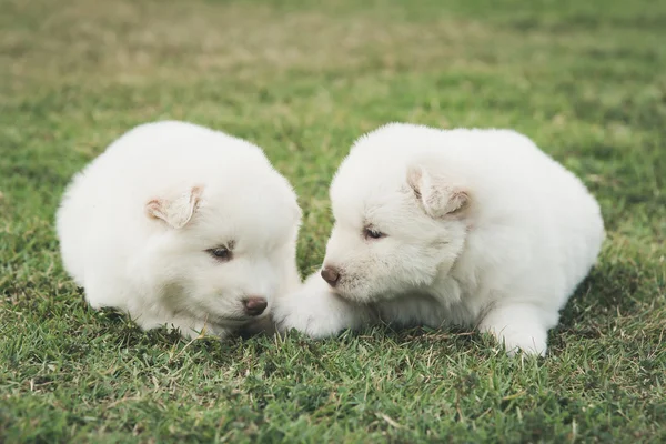 Siberiano husky cachorros besos en verde hierba — Foto de Stock