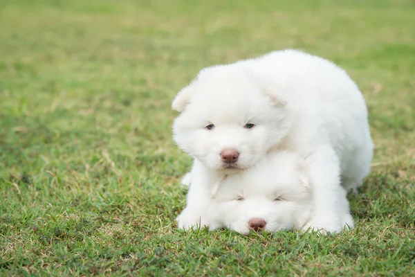 Siberiano husky filhotes beijando na grama verde — Fotografia de Stock