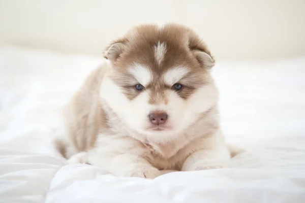 Sibirischer Husky liegt auf weißem Bett — Stockfoto