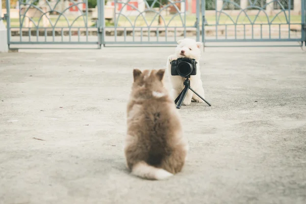 Siberische husky pup nemen van een foto — Stockfoto