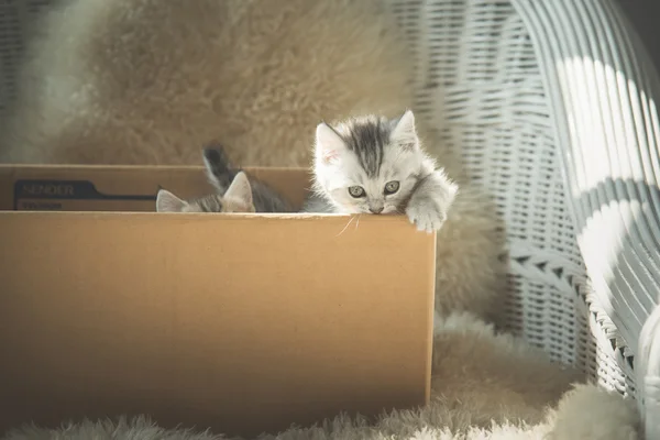 Gatinhos bonito tabby em uma caixa — Fotografia de Stock