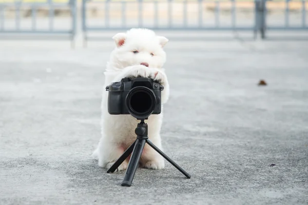 Siberian husky puppy taking a photo — Stock Photo, Image