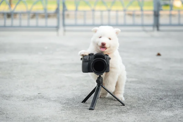 Siberian husky szczeniaka robienie zdjęć — Zdjęcie stockowe