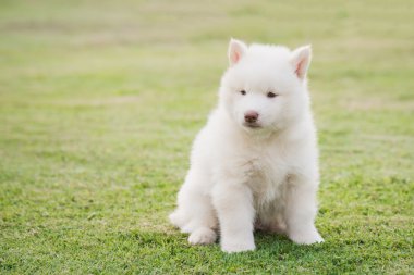 oturma sevimli Sibirya husky yavrusu