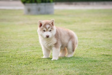 Yeşil çimenlerin üzerinde idrar köpek yavrusu