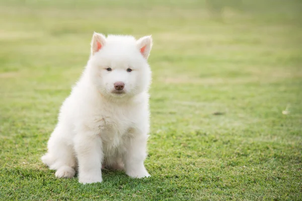 Lindo poco siberiano husky cachorro sentado — Foto de Stock