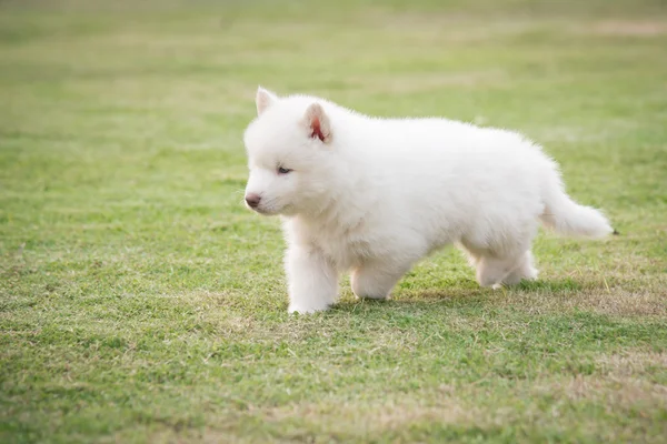 Cachorro husky siberiano andando na grama verde — Fotografia de Stock