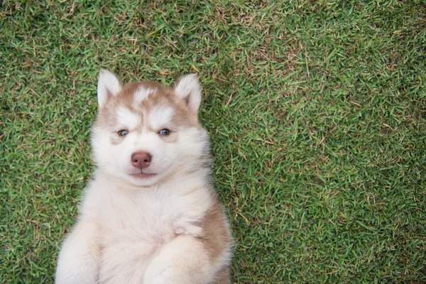 Сибирский хаски щенок лежит на зеленой траве — стоковое фото