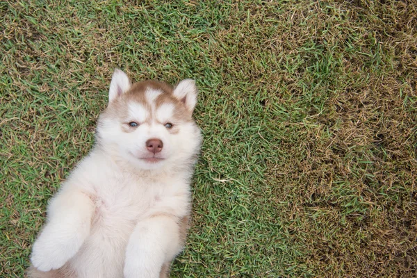 西伯利亚雪橇犬小狗躺在绿色的草地上 — 图库照片