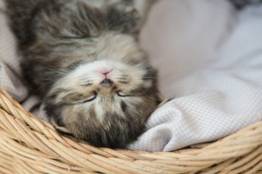  uyku ve bir sepet içinde sarılma tabby yavru kedi