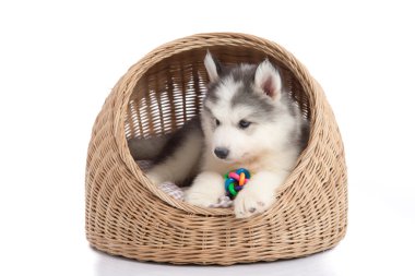 Siberian dış yapraklar sepet yatakta yatan