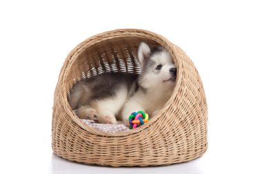 Siberian dış yapraklar sepet yatakta yatan