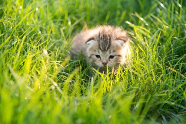 Yeşil çimenlerin üzerinde yürüyüş şirin Amerikalı stenografi kedi 