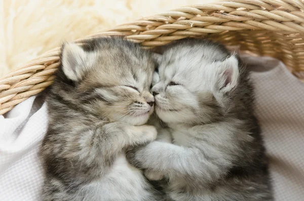 Gatitos tabby durmiendo y abrazándose en una cesta — Foto de Stock