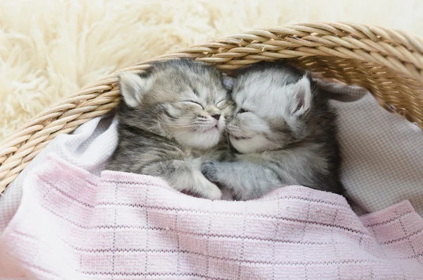 Gatitos tabby durmiendo y abrazándose en una cesta —  Fotos de Stock