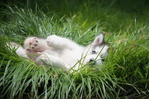 Lilla siberian husky valp liggande på grönt gräs — Stockfoto