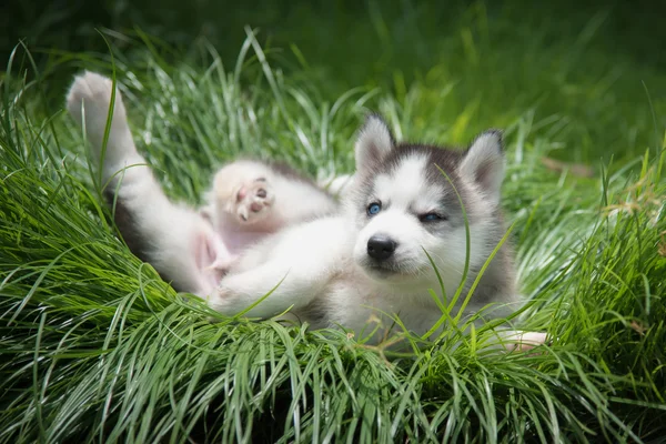 Mic cățeluș siberian husky culcat pe iarbă verde — Fotografie, imagine de stoc