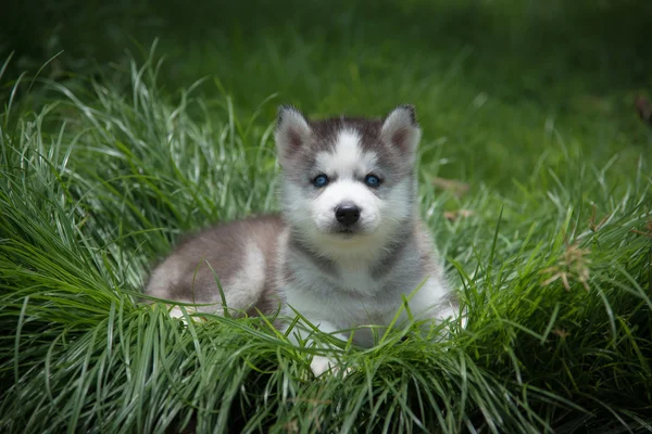 Маленький сибирский щенок, лежащий на зеленой траве — стоковое фото