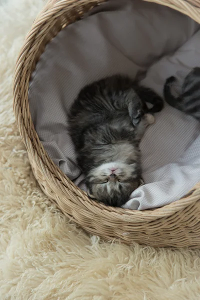 Chatons tabby dormir et étreindre dans un panier — Photo