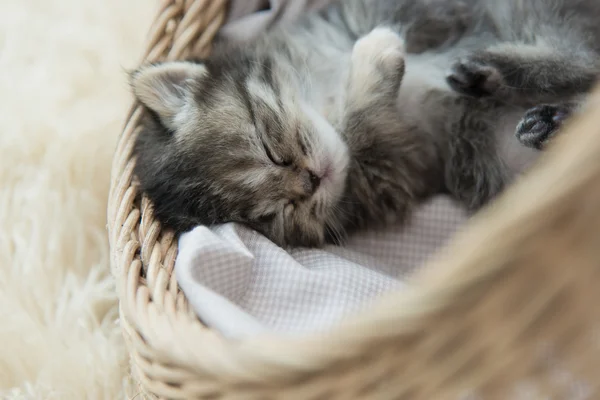 寝ているとバスケットで抱き締める平織りの子猫 — ストック写真