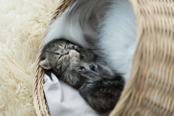 Tabby gatinhos dormindo e abraçando em uma cesta — Fotografia de Stock