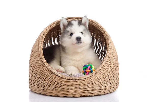 ไซบีเรีย husky นอนบนเตียงตะกร้า — ภาพถ่ายสต็อก